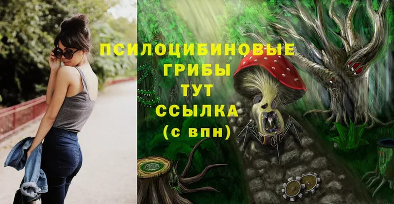 Псилоцибиновые грибы Cubensis  Байкальск 